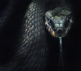 Ma_Mère_Était_Un_Serpent ep 5